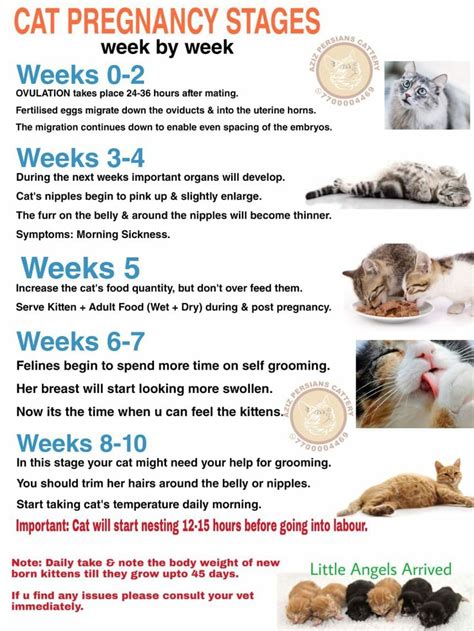 Pin by Boskys Kennel on Cats: Raising & Maintenance | Pregnant cat ...