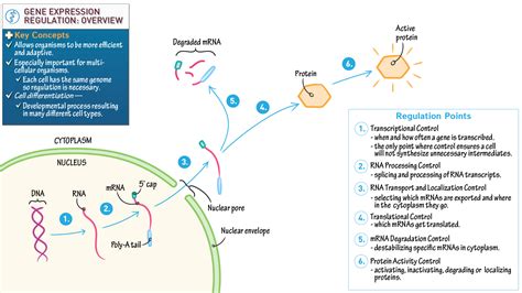 MCAT Biology & Biochemistry: Gene Expression Regulation Overview ...