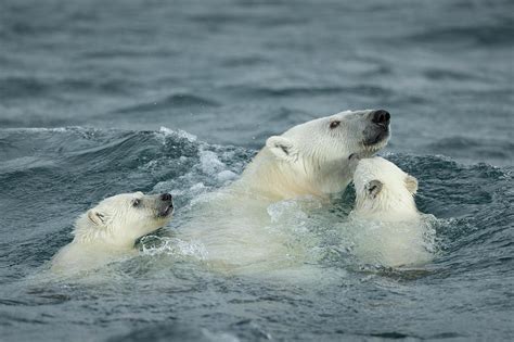 Polar Bear And Cubs Swimming Photograph by WorldFoto - Fine Art America