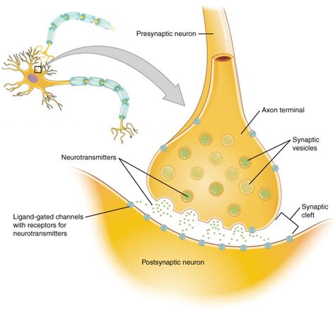 Communication Between Neurons | Anatomy and Physiology I