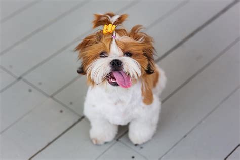 10 Shih Tzu Haircuts & Styles 2022 - Your Dog Will Love These! (with ...