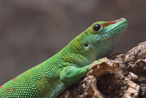 Madagascar Giant Day Gecko Phelsuma Photograph by Rich Reid