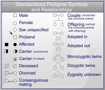 How To Read A Pedigree Chart