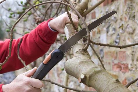 Pruning a fig tree (with pictures) - BBC Gardeners World Magazine