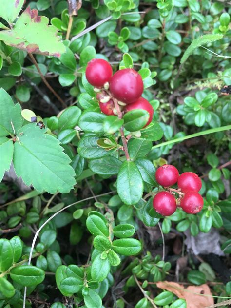 Bog cranberry – AWES | Agroforestry and Woodlot Extension Society of ...