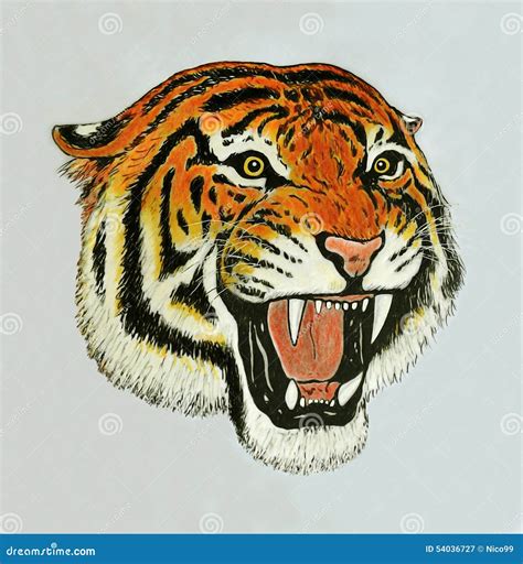 Tiger roar drawing stock illustration. Illustration of illustrations ...