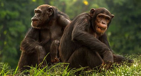 Dos especies de simios, bonobos y chimpancés capaces de comunicarse por ...