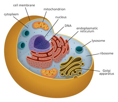 Pics Photos - Human Cell Structure Diagram