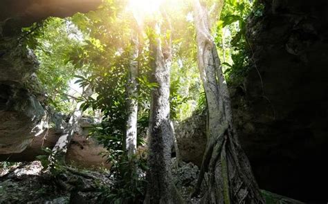 Cenote Stock Photos, Images and Backgrounds for Free Download