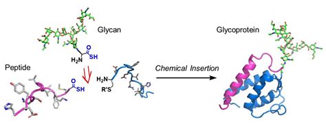 A winning combination for glycoprotein synthesis