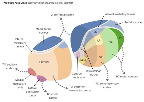 Thalamus Anatomy