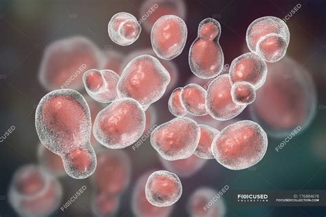 Cryptococcus gattii fungus, computer illustration. — fungi, biological ...