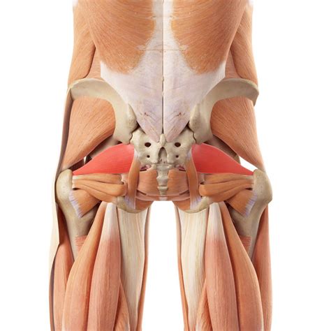 Piriformis Release – Top 8 Techniques To Reduce Painful Trigger Points