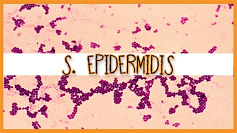 Staphylococcus Epidermidis Gram Stain