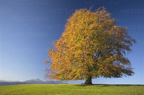 Germany, Bavaria, Single beech tree (Fagus sylvatica) - EKF00936 ...