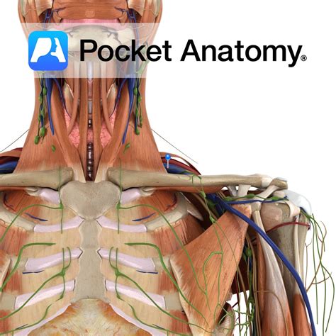 Subclavian vein - Pocket Anatomy