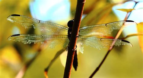 dragonfly-wings – Wahkeena Nature Preserve