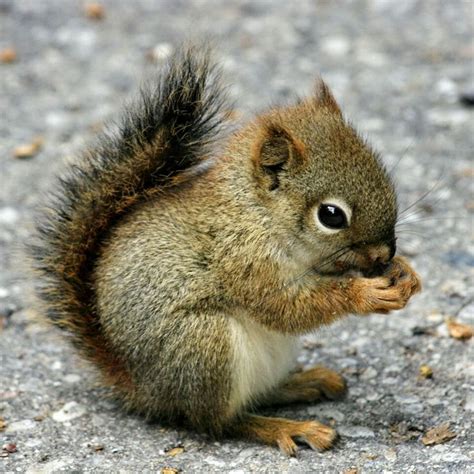 The 25+ best Baby squirrel ideas on Pinterest | Fluffy animals, Flying ...