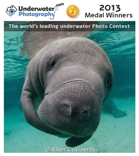 The world's leading underwater photo contest announces its winners ...