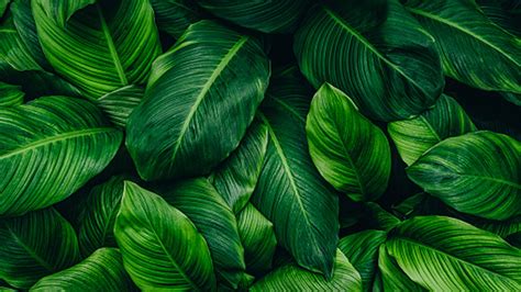 Closeup View Of Green Plant Leaves HD Green Aesthetic Wallpapers | HD ...