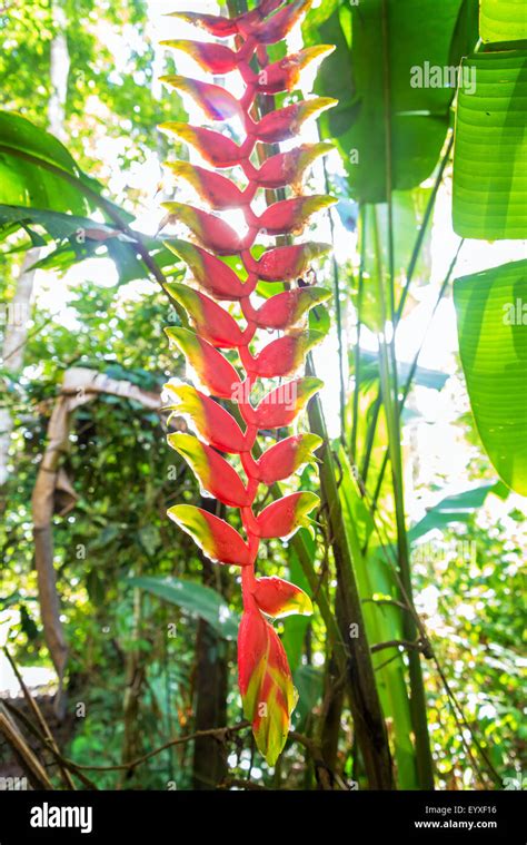 Heliconia flower in the Amazon rain forest near Iquitos, Peru Stock ...