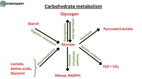 Define carbohydrate metabolism - ScienceQuery