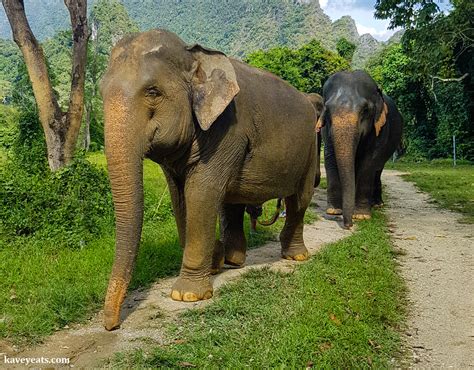 Kavey Eats » Elephant Hills | An Ethical Elephant Sanctuary in Thailand