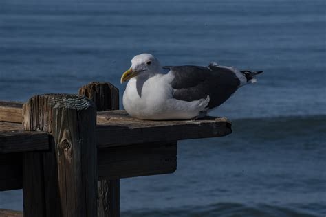 Sitting Seagull Free Stock Photo - Public Domain Pictures