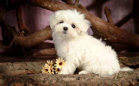 🔥 Download HD Dog Wallpaper With A Cute Little Maltese Background Jpg ...