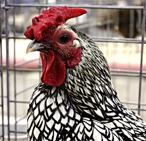 Poultry Profile: Get to Know the Wyandotte Chicken Breed – Hobby Farms