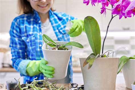 Australian Guide to Repoting Orchids | Ultimate Backyard