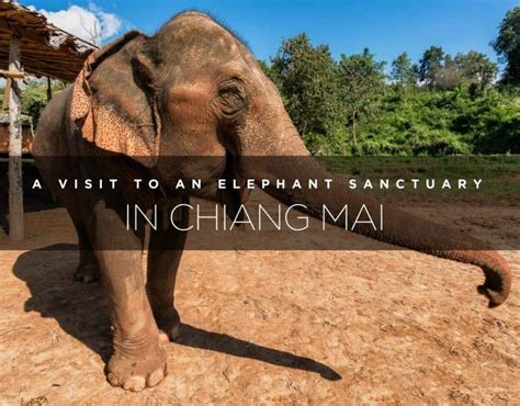 A Visit to an Elephant Sanctuary in Chiang Mai | The Planet D