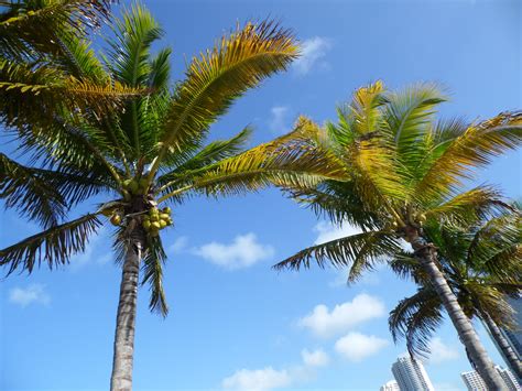 The Florida palm trees. | Florida palm trees, Palm trees, Simple pictures