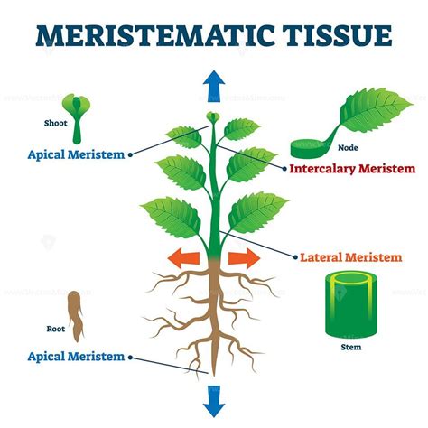 Meristematic tissue vector illustration – VectorMine | Plant tissue ...