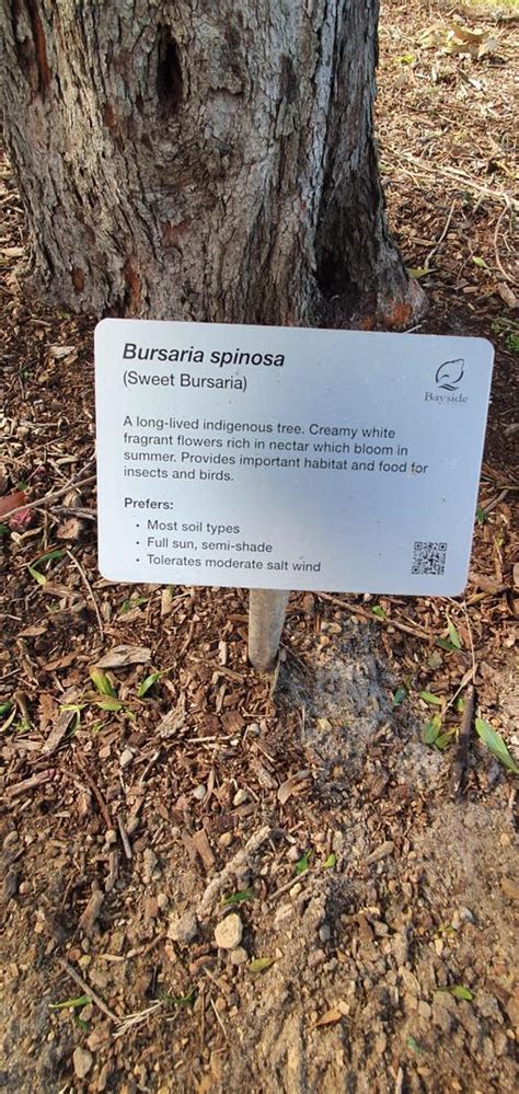 Tree identification signs now in Beaumaris Reserve – Beaumaris ...