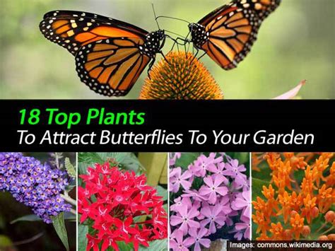 17 Top Blooming Plants For Your Butterfly Garden