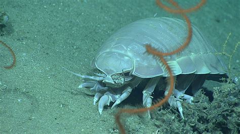 A giant deep-sea isopod, Bathynomus giganteus, with an antipatharian ...