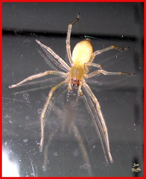 Yellow sac spiders - Plant & Pest Diagnostics