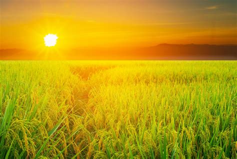 Landscape of rice fields and sunset 4869242 Stock Photo at Vecteezy