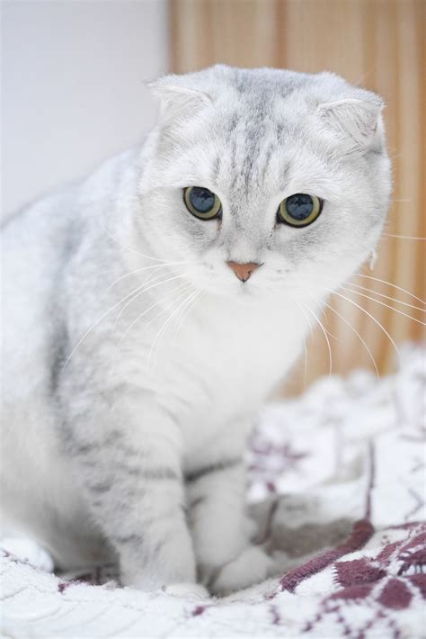 Scottish Fold Cats: 9 Surprising Facts About the Breed