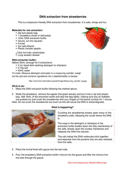 Strawberry Dna Extraction Lab Worksheet – E Street Light