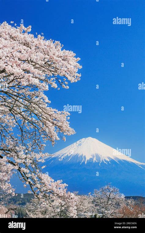 Mount Fuji with cherry blossom Stock Photo - Alamy