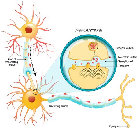 Cryo-electron tomography and synaptic transmission in the brain ...