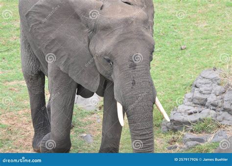 Extravagant Kruger National Park Animals and Wildlife Stock Photo ...