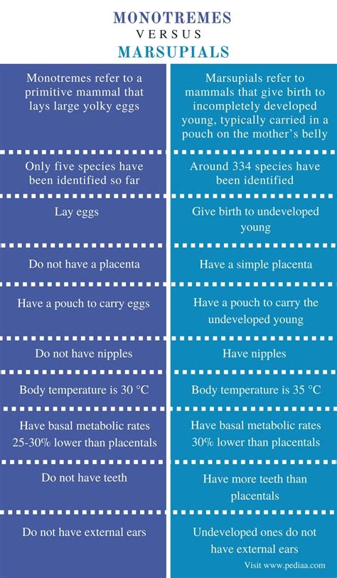 Difference Between Monotremes and Marsupials | Definition, Facts ...