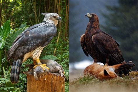 Harpy Eagle vs. Golden Eagle: Two Magnificent Apex Predators