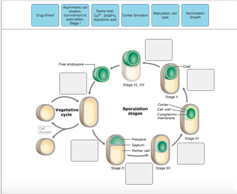 Solved The process of endospore formation takes place in | Chegg.com