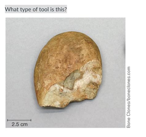 Solved What type of tool is this? Bone Clones/boneclones.com | Chegg.com