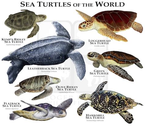 Sea Turtles of the World Poster Print | Etsy