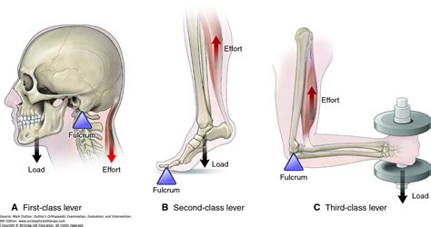 Within a musculoskeletal lever system, the joint acts as what? | Socratic